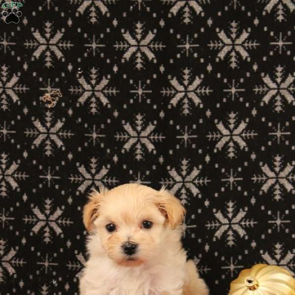 Jerusalem, Maltipoo Puppy